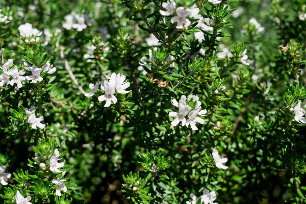 westringia fruticosa zena	Native, Shrub
