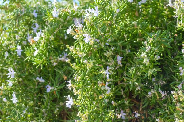 westringia wynyabbie gem	Native, Shrub
