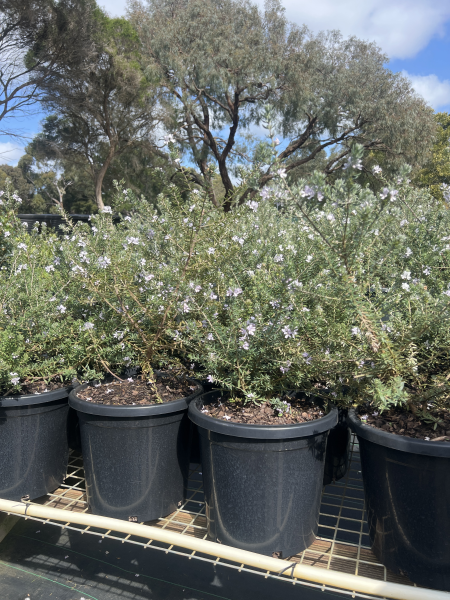 westringia fruticosa jervis jem	Native, Shrub
